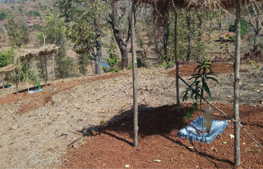Tree Based Farming (Wadi)